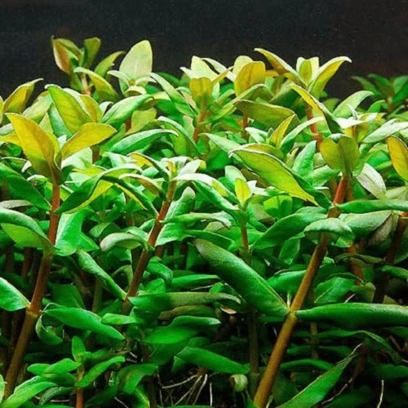 MARGINAL POND PLANT- NESSEA TRIFLORA