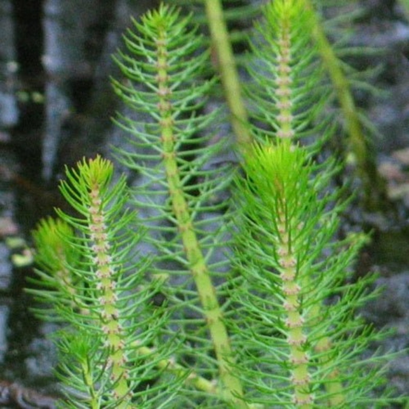 MILFOIL
