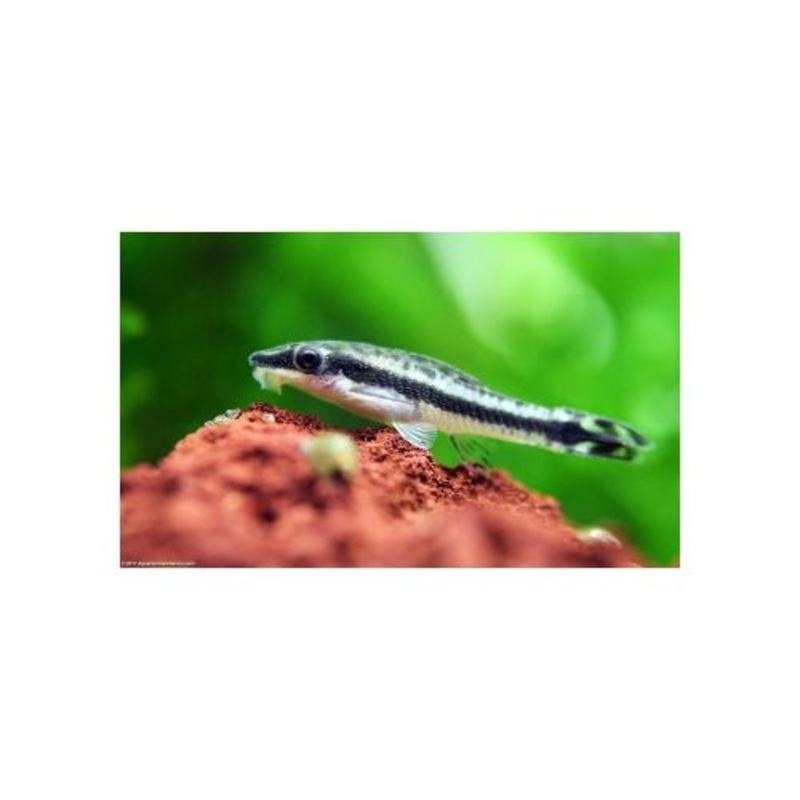 OTOCINCLUS CATFISH - 3CM