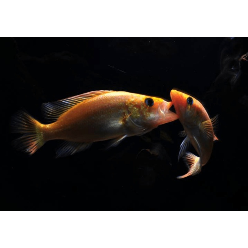 Petina Splendida (Bay Snook) - Red (Local) M-5