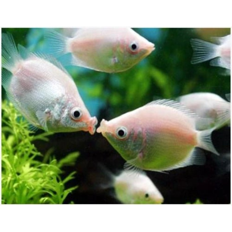 PINK KISSING GOURAMI