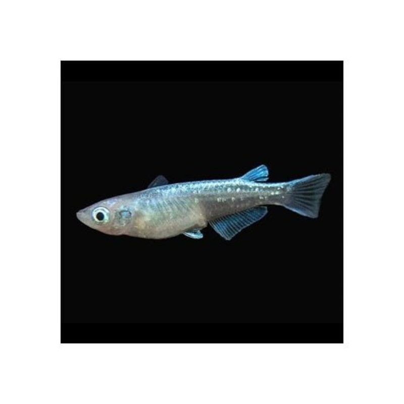 PLATINUM MEDAKA - RICE FISH