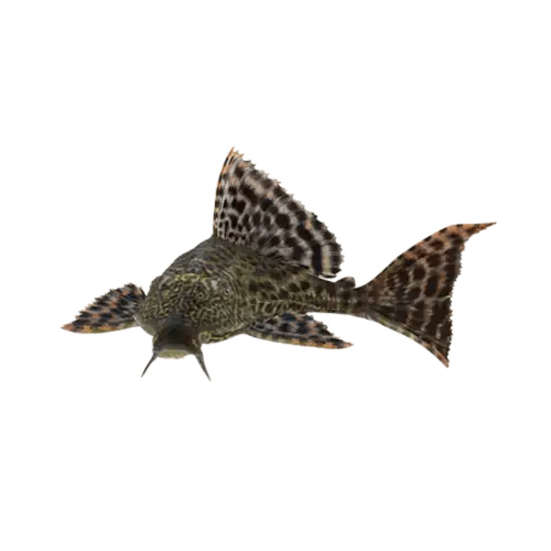 Plecostomus Catfish - Common Pleco