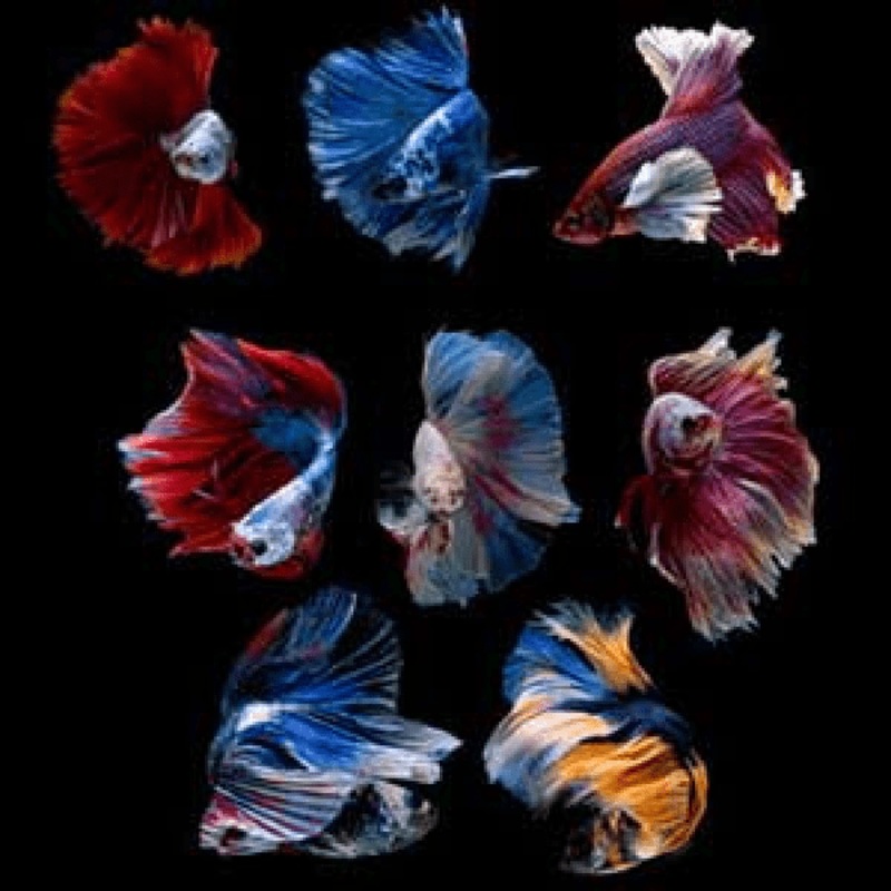 Premium Assorted Male Betta Fish