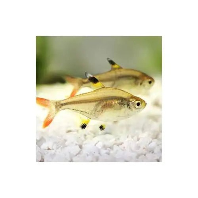 Pristella Tetra