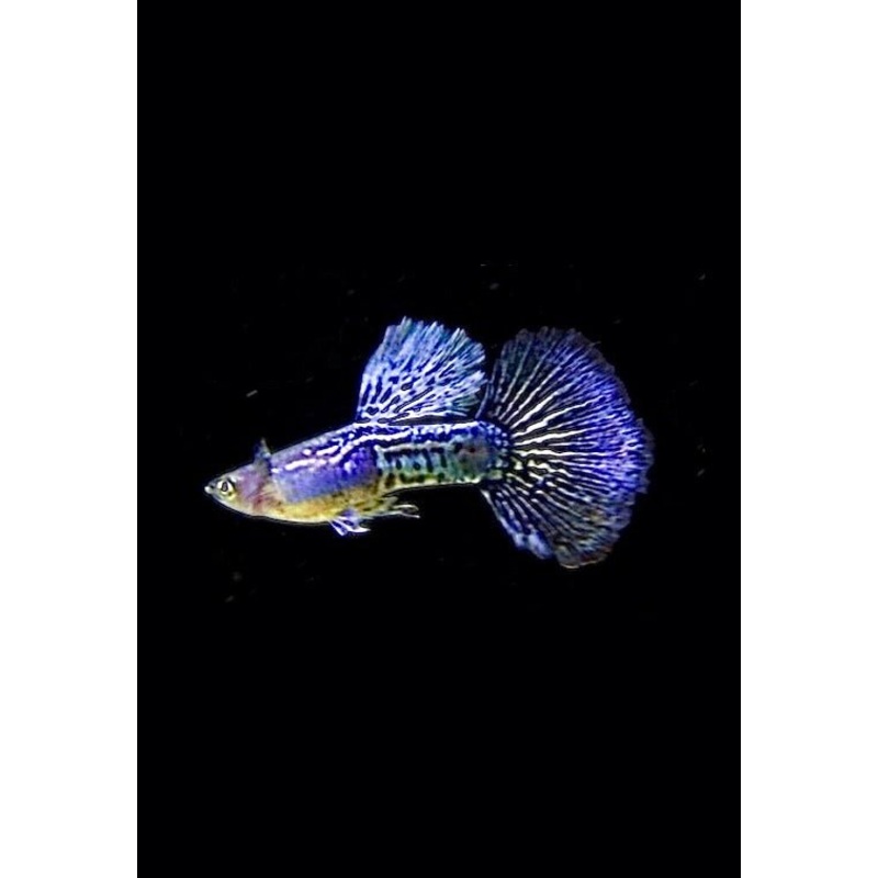 PURPLE DRAGON GUPPY BREEDING PAIR
