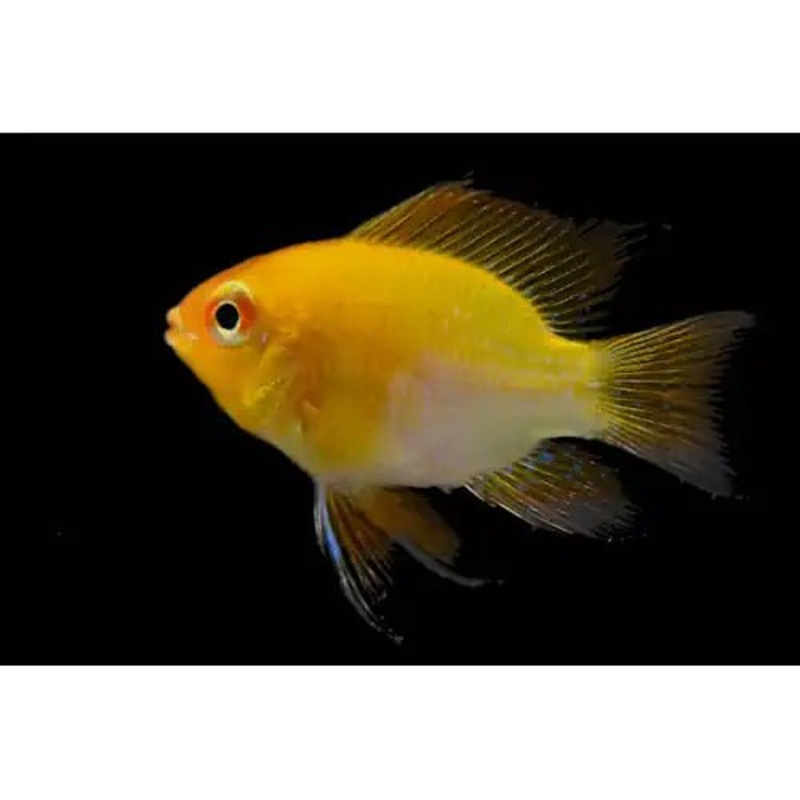 Ram Gold Balloon