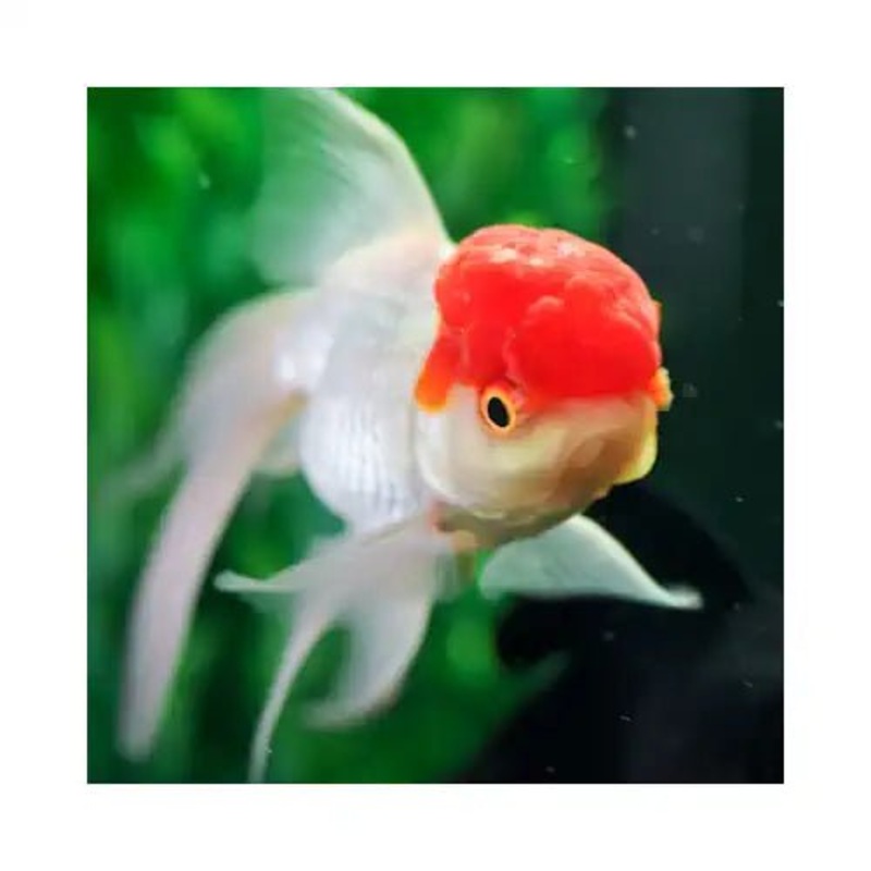 Red Cap Oranda Goldfish
