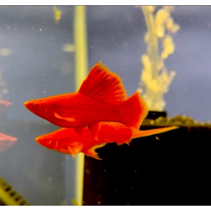 RED FIRECRACKER SWORDTAIL