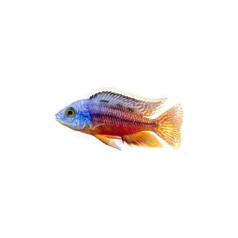 RED IMPRESS CICHLIDS