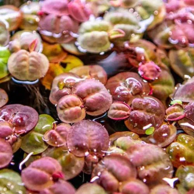 RED ROOT FLOATERS