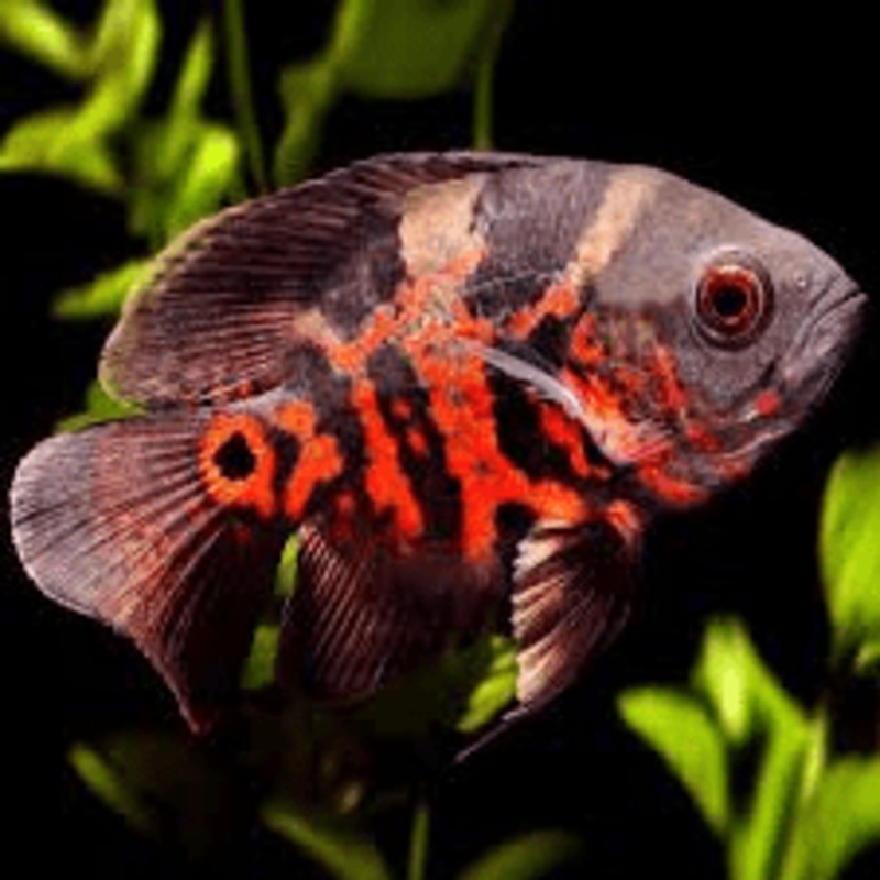 Red Tiger Oscar