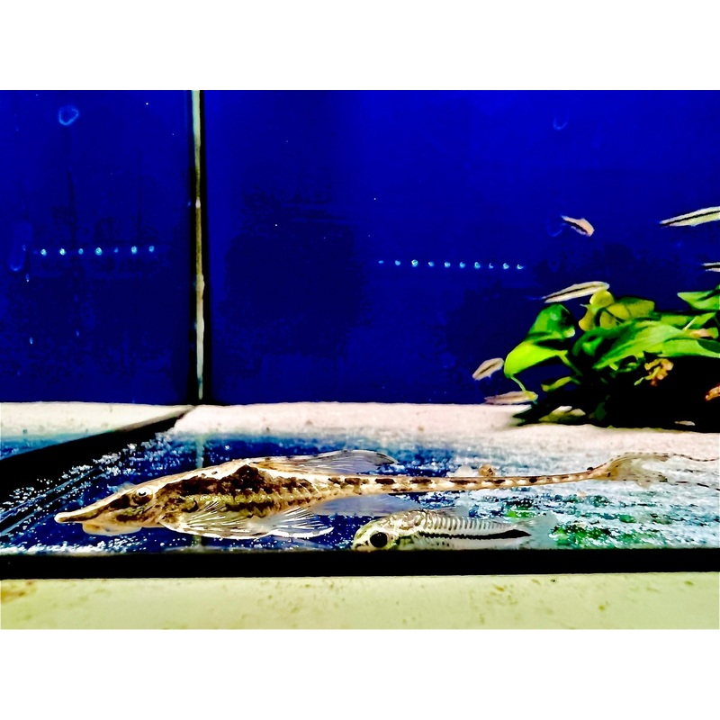 ROYAL WHIPTAIL CATFISH
