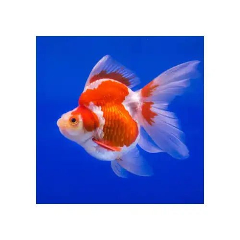 RYUKIN GOLDFISH