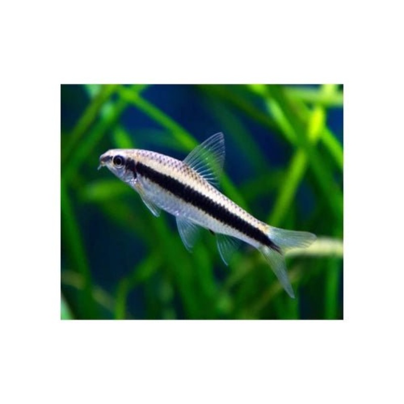 S.A.E SIAMESE ALGAE EATER FISH