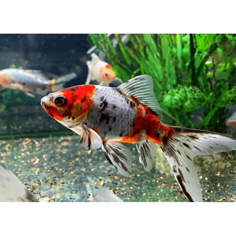 Shubunkins Red & White