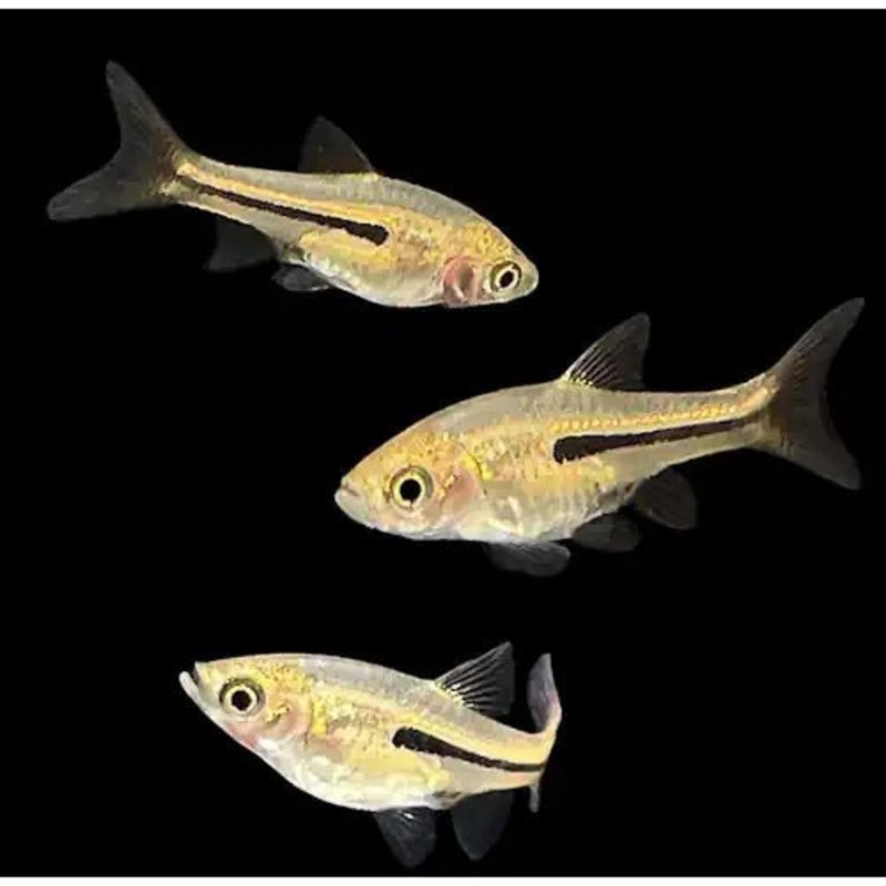 SIAMESE DWARF RASBORAS