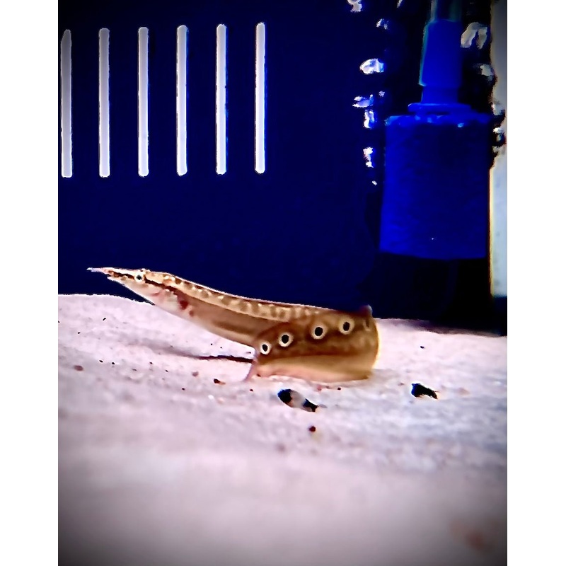 SPINEY EEL 20cm
