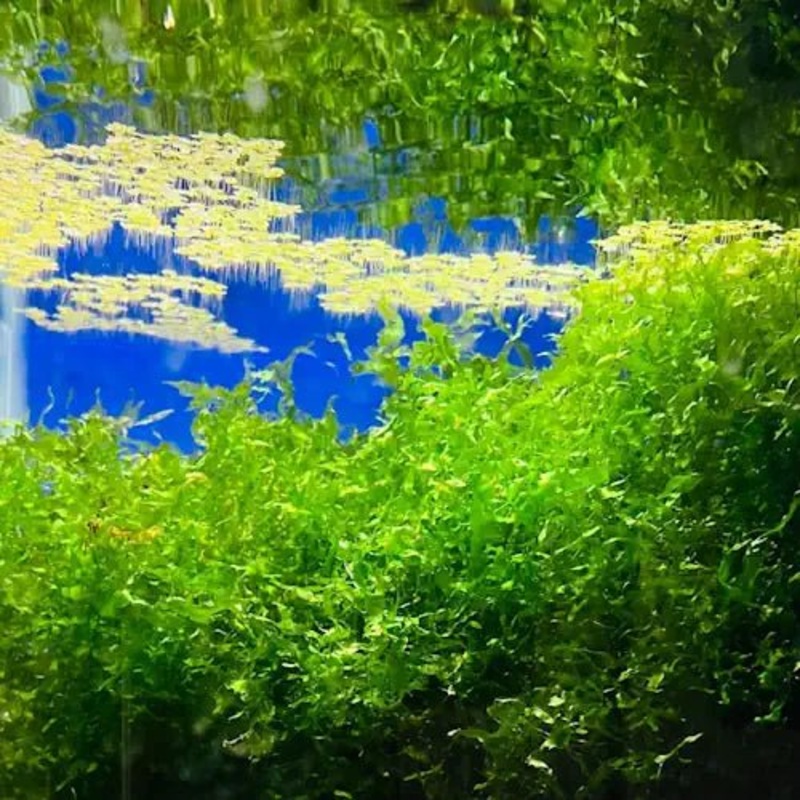Subwassertang Moss - Handfull