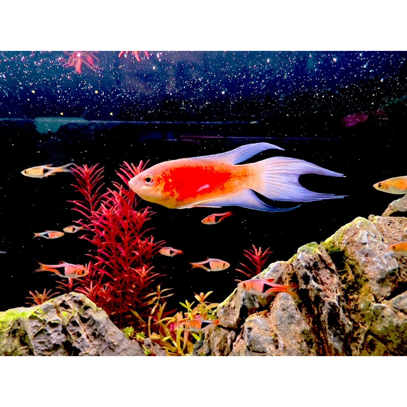 SUPER RED PARADISE FISH
