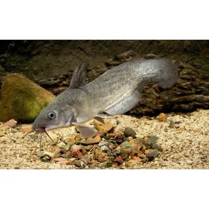 Tandanus Catfish- EEL Tail Catfish - Australian Native Fish