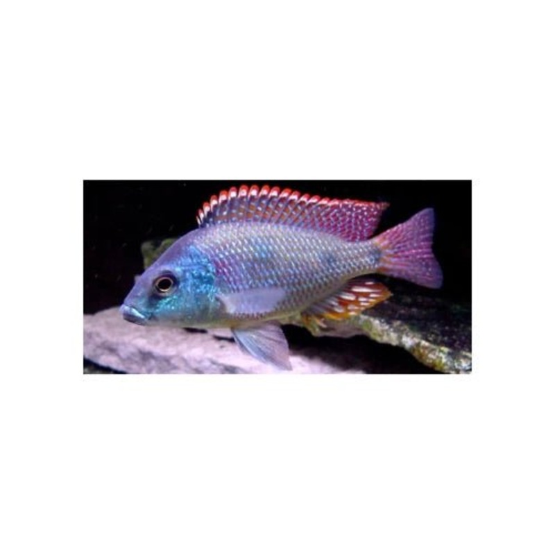 TETRASTIGMA CICHLIDS