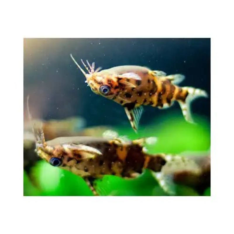 Upside Down Catfish