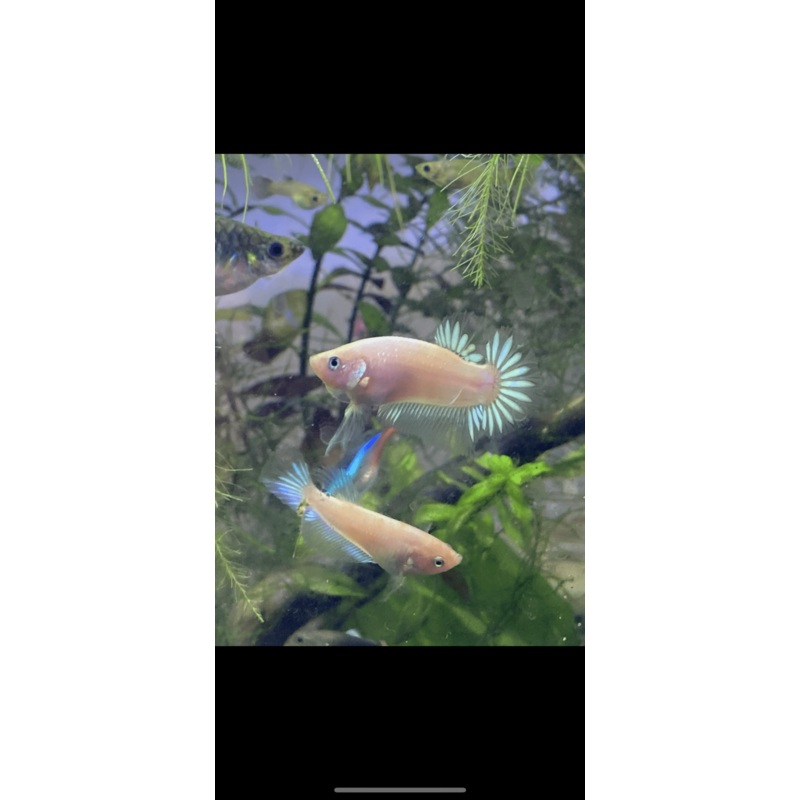 Vampire Cross Betta - Both Male And Female - Assorted Colors