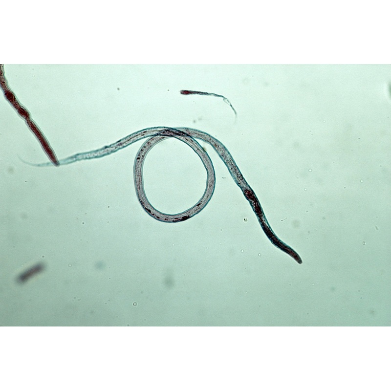 VINEGAR EELS - LIVE FOOD FOR FISH FRY