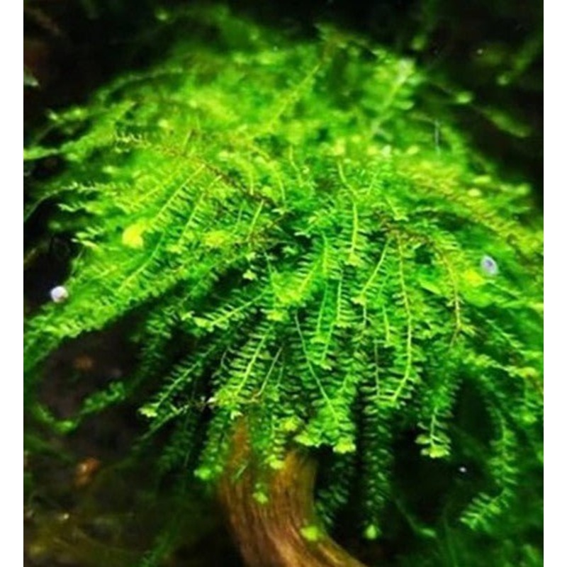 WEEPING MOSS - PILO MOSS (Small Tubs)