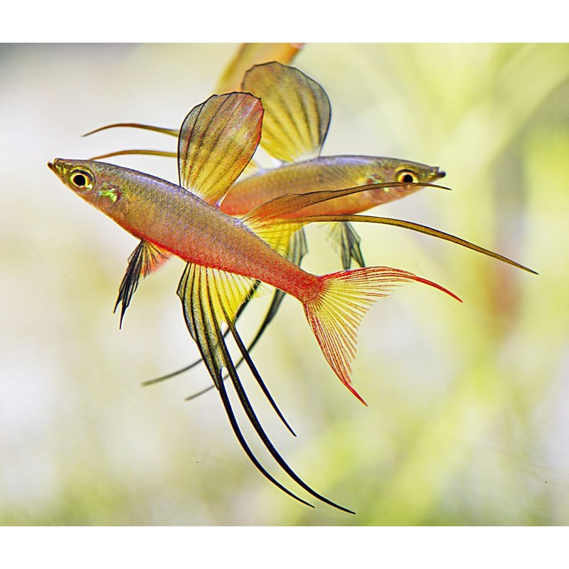 Werneri - Threadfin Rainbow 3-4cm