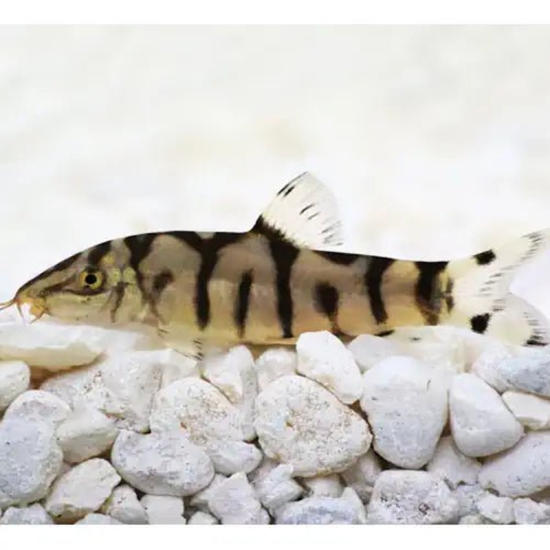 YOYO LOACH