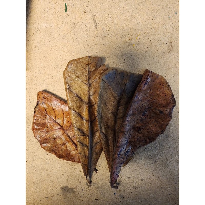 10 Catappa Leaves