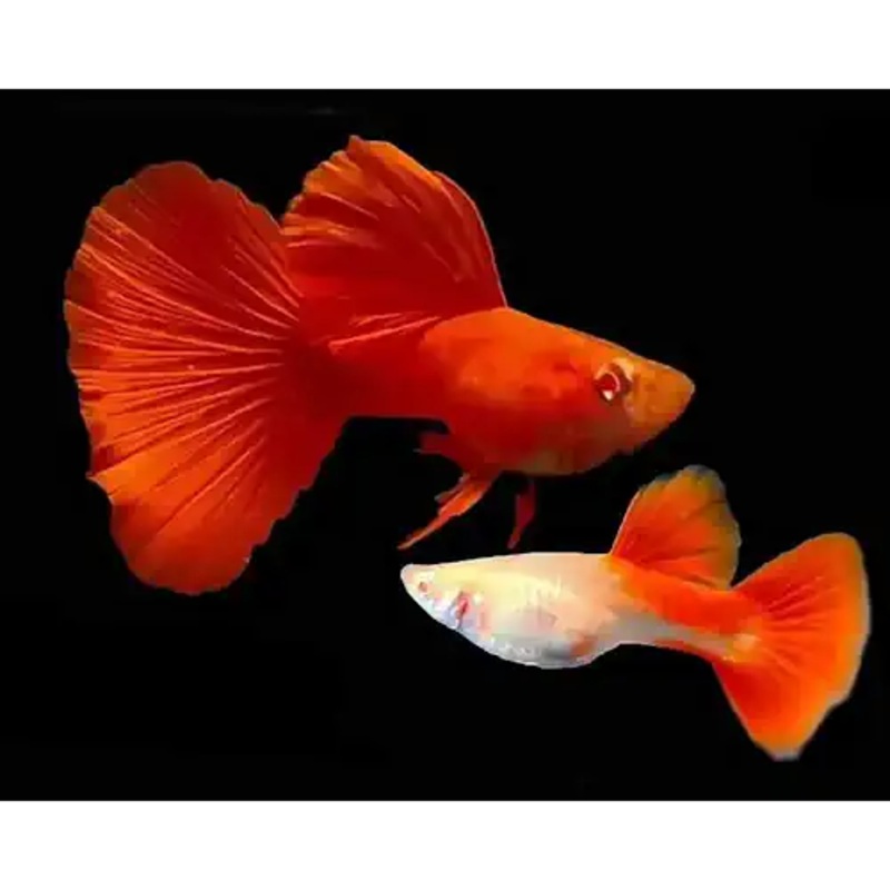 Albino Full Red Guppy Pairs