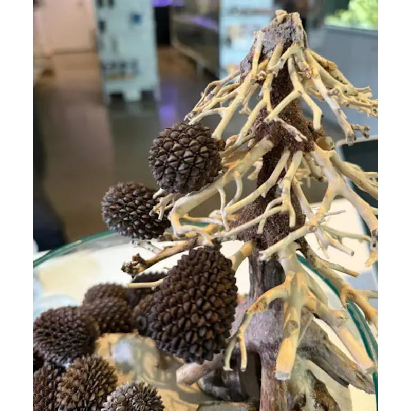 Alder Cones 3cm - Buy 5 get 1 Free