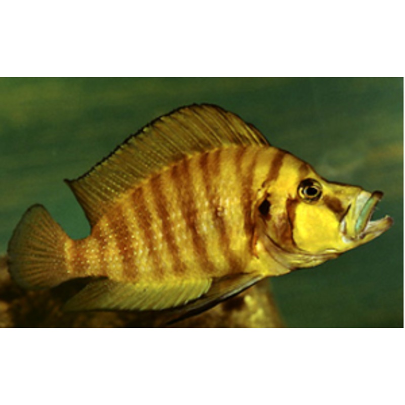Altolamprologus compressiceps Chaitika Orange 2.00" (CHD-158)