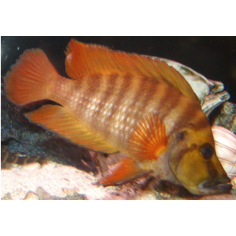 Altolamprologus compressiceps Fire Fin 2.00" (CHD-159)
