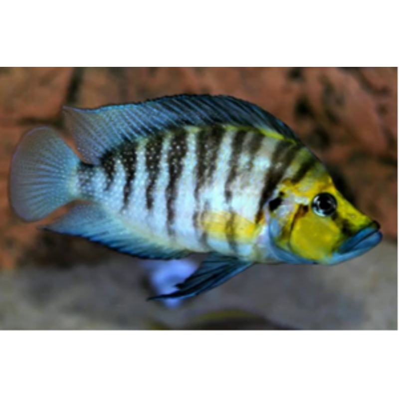 Altolamprologus compressiceps Kasanga "Goldhead" 2.00" (CHD-160)