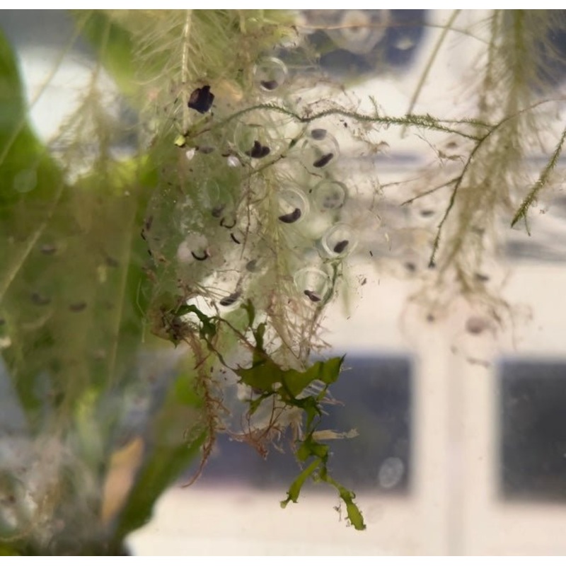 Axolotl Eggs - Ready to Hatch