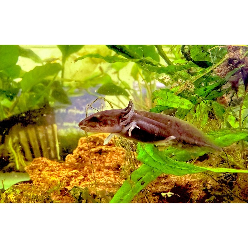 Baby Axolotls 4cm
