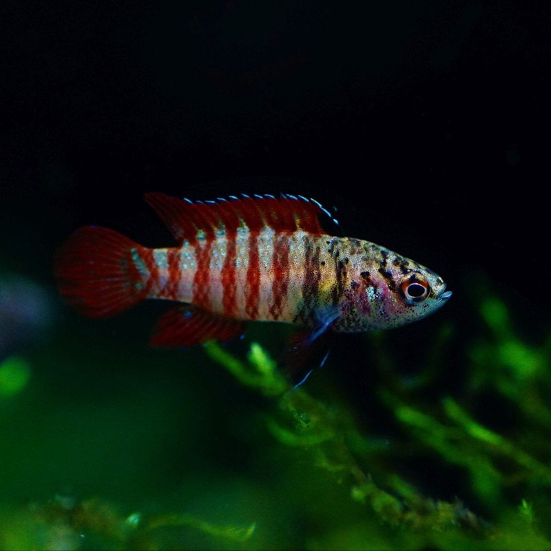 Black Tiger Badis (Dario sp. 'Myanmar')