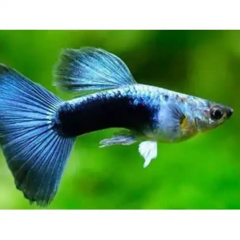 Blue Diamond Guppy Assorted Sex