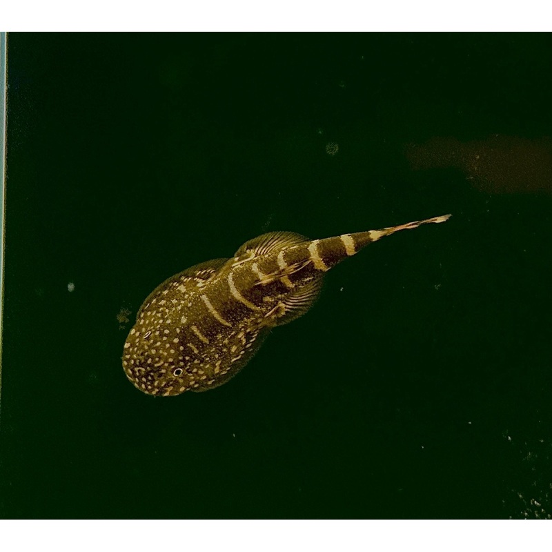 Borneo Sucker
