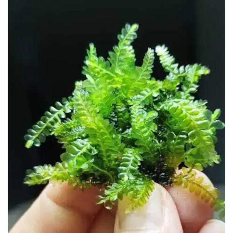 Cameroon Moss - Rare