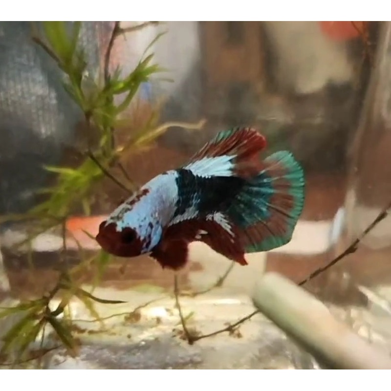 (CGU-00)Big tail Fancy Betta Male