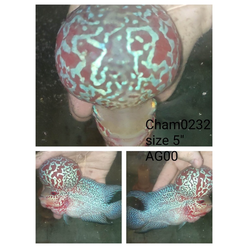 (CHAMP-232) Super Red Dragon Flowerhorn 5 inch