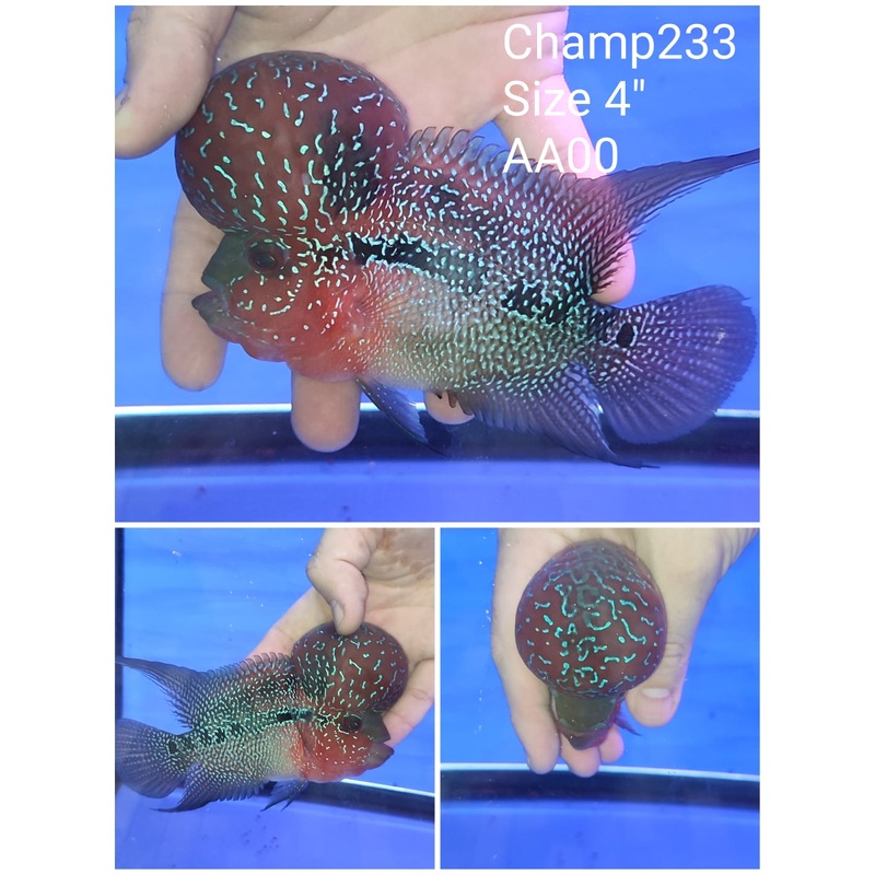 (CHAMP-233) Super Red Dragon Flowerhorn 4 inch