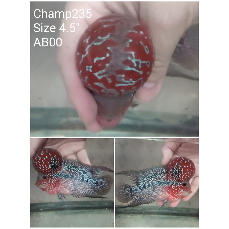 (CHAMP-235) Super Red Dragon Flowerhorn 4.5 inch