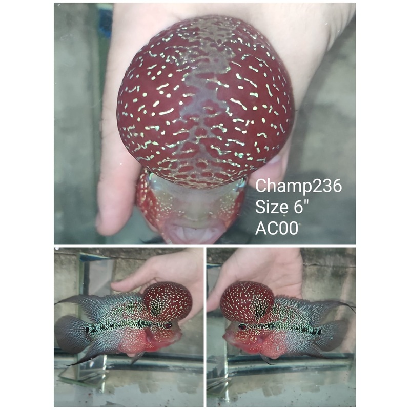(CHAMP-236) Super Red Dragon Flowerhorn 6 inch