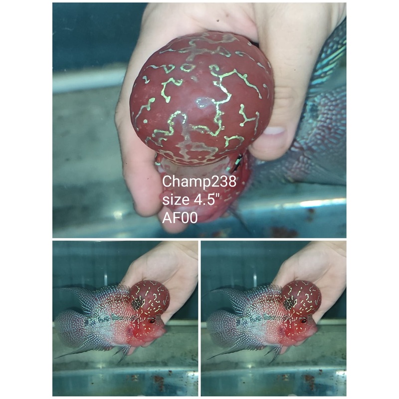 (CHAMP-238) Super Red Dragon Flowerhorn 4.5 inch